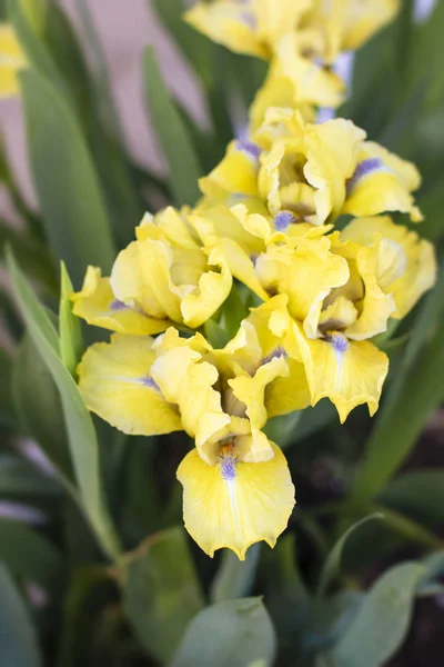 Beautiful yellow iris flower - nature spring Sunny background. Soft focus with bokeh . Iris is a perennial coastal herb of the genus iris (Iris)