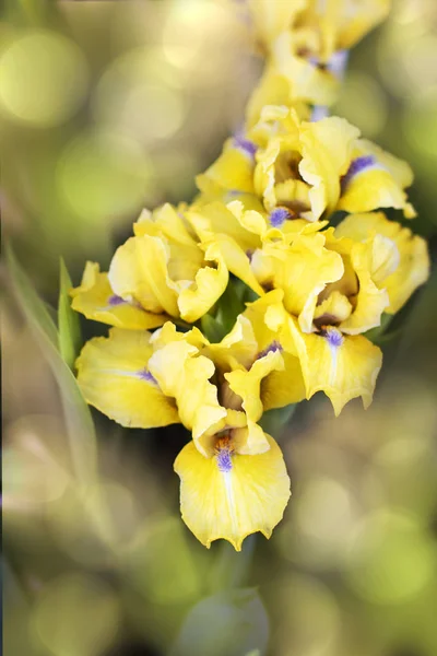 Beautiful yellow iris flower - nature spring Sunny background. Soft focus with bokeh . Iris is a perennial coastal herb of the genus iris (Iris)