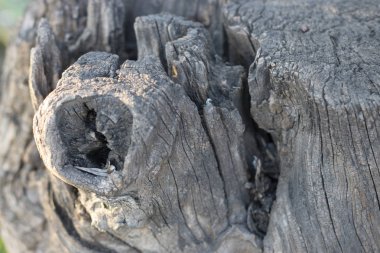 Eski ahşap doku. Eski, hasarlı ahşap bagajın yakın çekim