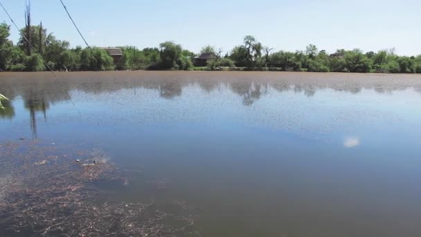 Дикие утки на озере . — стоковое видео