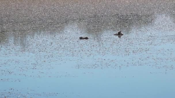 Wild ducks on a lake. — Stock Video