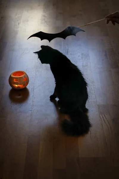 Il gatto nero e la zucca celebrano Halloween. La vigilia di Natale. Iuletide, divinazione — Foto Stock