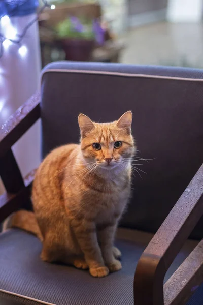 Caffè interno: sedia, plaid. Bellissimo gatto rosso seduto su una sedia — Foto Stock