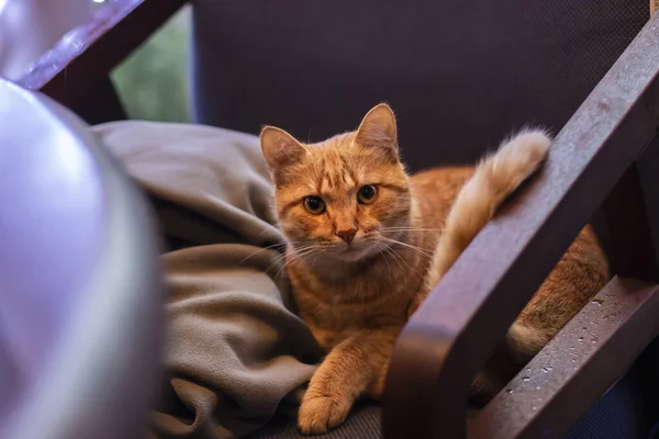 Interno casa: sedia, plaid. Bellissimo gatto rosso seduto su una sedia — Foto Stock