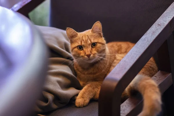 Interno casa: sedia, plaid. Bellissimo gatto rosso seduto su una sedia — Foto Stock