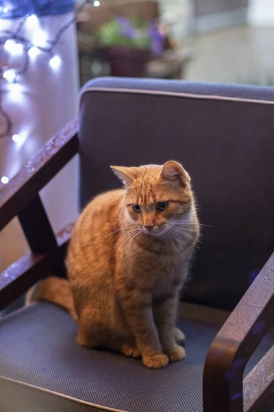 Bellissimo gatto rosso seduto su una sedia — Foto Stock