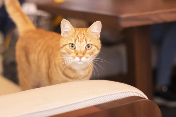 Bellissimo gatto rosso seduto in un caffè. Carino gatto soffice al chiuso — Foto Stock