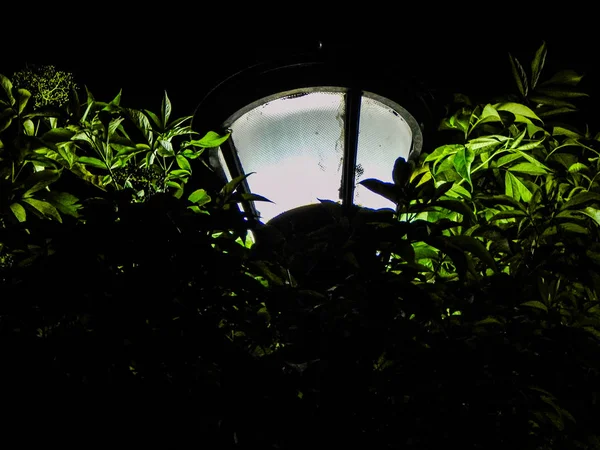 Street lamp at the night between leaves