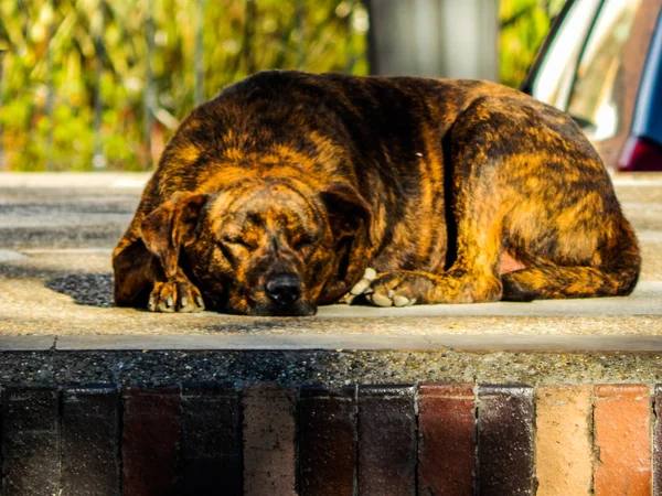 Street dog sleeping in the street