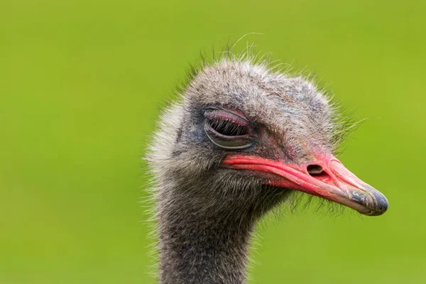 Angry Ostrich Închide portretul, închide capul de struț (Struthio — Fotografie, imagine de stoc