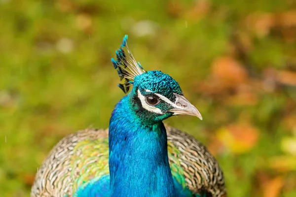 Volwassen mannelijke Pauw tonen kleurrijke veren — Stockfoto