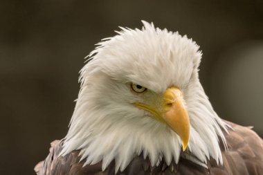 Bald eagle portresi
