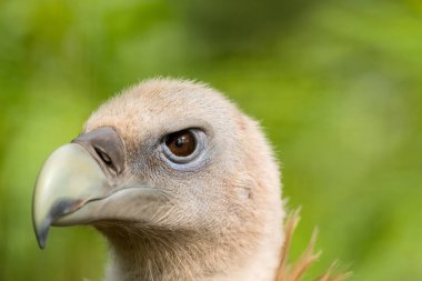 Kızıl akbaba portre