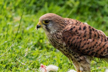 (Falco tinnunculus) Peregrin şahin besleme