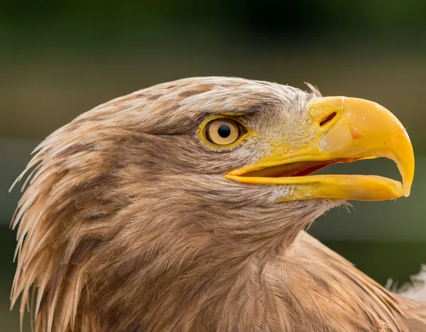 Profil för en havsörn (Haliaeetus albicilla) — Stockfoto