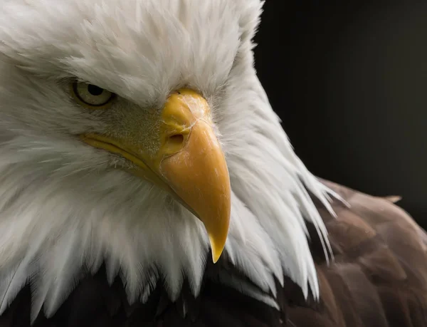 アメリカン・イーグル-大統領のシンボル — ストック写真