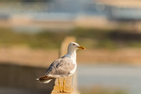 Seagull in front of a city — Stock Photo, Image