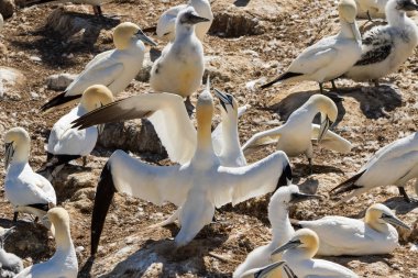 Yakın bir resimde Kuzey Gannet kolonisi