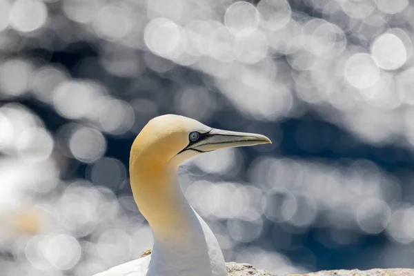 Terej bílý (bílých Morus Bassanus) — Stock fotografie