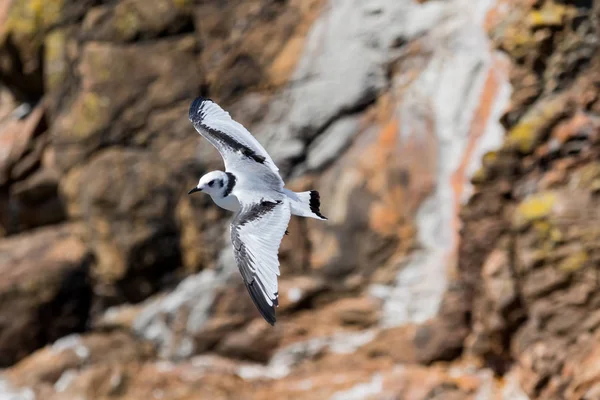 Mouette tridactyle (Rissa tridactyla) ) — Photo