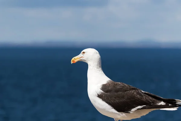 Stor Black-backed Gull (Larus marinus) — Stockfoto