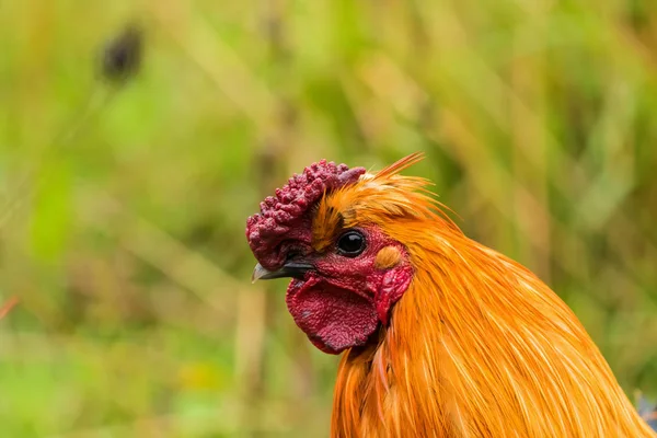 Quadro ravvicinato di una delle galline geneticamente chiare — Foto Stock