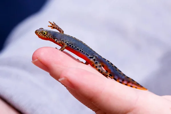 Alpesi gőte-Ichtyosaura alpestris Stock Kép