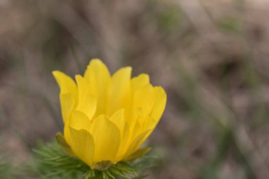 Bahar Sülününün Gözü