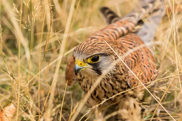 Crécerelle commun, l'un des oiseaux de proie les plus communs — Photo