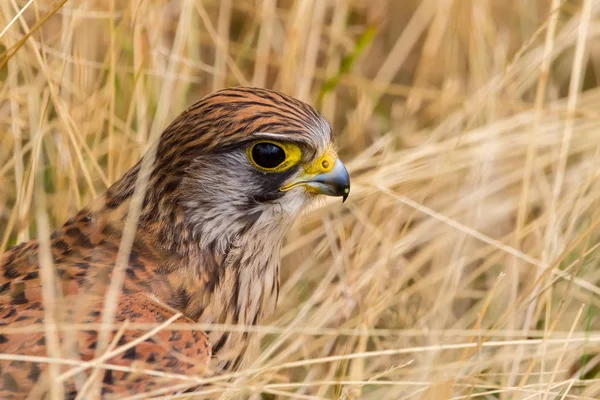 Owe Kestrel, Falco tinnunculus — Zdjęcie stockowe