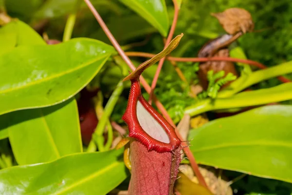 Krása zahrady v Kew — Stock fotografie