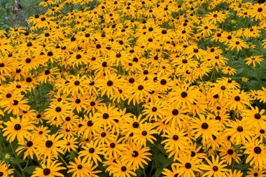 Kew Gardens güzelliği