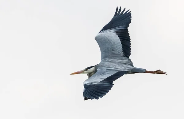Garza gris volando sobre un lago — Foto de Stock