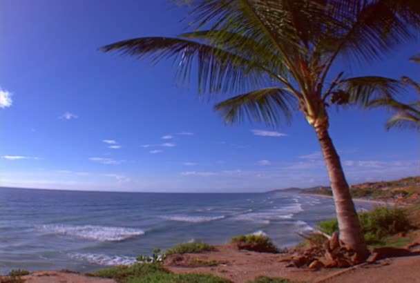 Praia Com Palmtree Bela Vista Praia Caribe — Vídeo de Stock