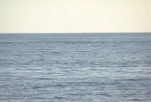 Mar Aves Delfines Hermosa Vista Delfín Aves Caribe Ideal Cámara — Vídeo de stock