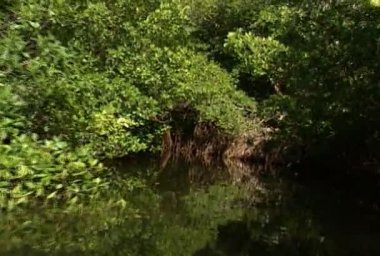 Lagün mangroves ile dinlenirken gezi Güney Amerika'nın tropikal bir gölde