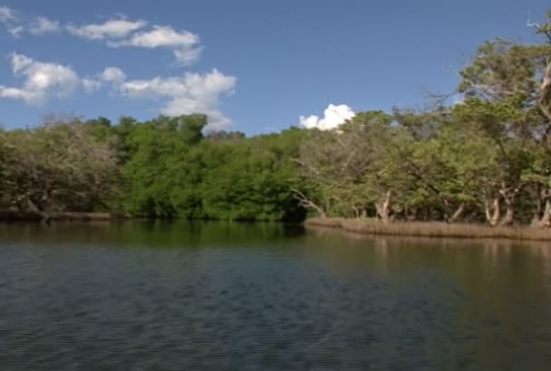 Lagune Avec Mangroves Voyage Relaxant Dans Lac Tropical Amérique Sud — Video