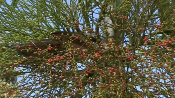 Árbol Plam Morichal Alejar — Vídeos de Stock