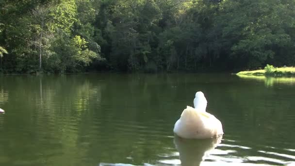 Ducks Lake Relaxing Scene — Stock Video