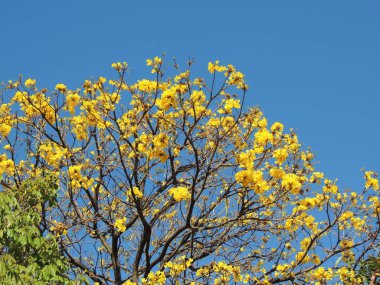 Güney Amerika 'da sarı çiçekler Araguaney ağacı. Venezuela Ulusal ağacı