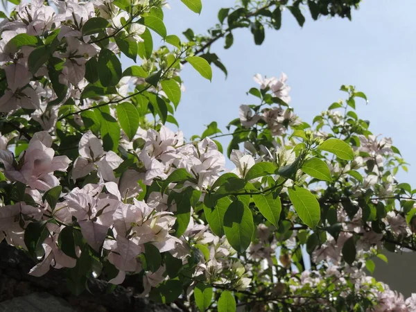 Yakın çekim güzel Begonvil bitki ve çiçekler