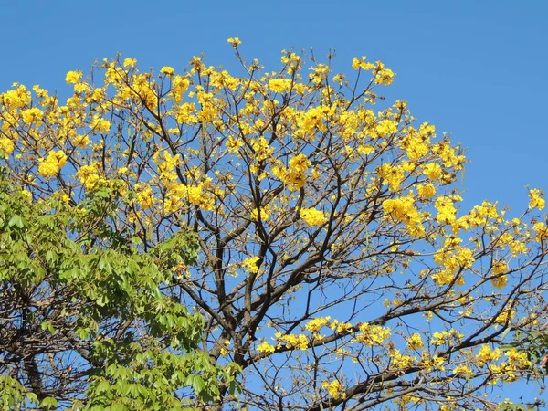 Araguaney Tree Yellow Flowers South America National Tree Venezuela — Stock Photo, Image