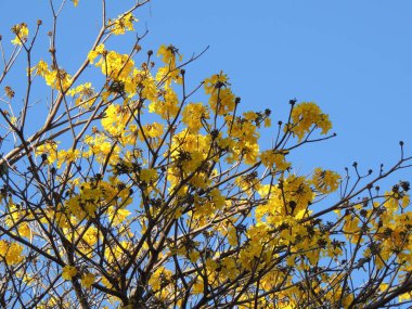 Güney Amerika 'da sarı çiçekler Araguaney ağacı. Venezuela Ulusal ağacı