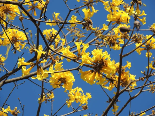 Güney Amerika 'da sarı çiçekler Araguaney ağacı. Venezuela Ulusal ağacı