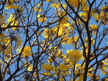 Güney Amerika 'da sarı çiçekler Araguaney ağacı. Venezuela Ulusal ağacı