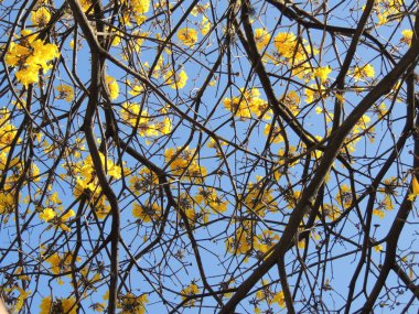 Güney Amerika 'da sarı çiçekler Araguaney ağacı. Venezuela Ulusal ağacı