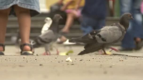 Palomas Plaza Vida Ciudad — Vídeo de stock