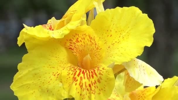 Beautiful Yellow Flower Close — Stock Video