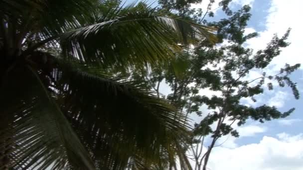 Veduta Della Laguna Tropicale Venezuela Sud America — Video Stock