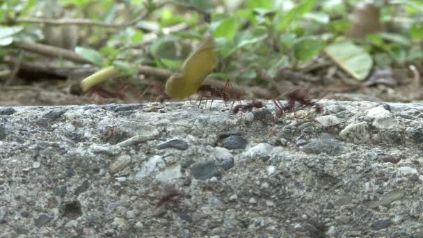 Fourmis Transportant Nourriture Gros Plan — Video